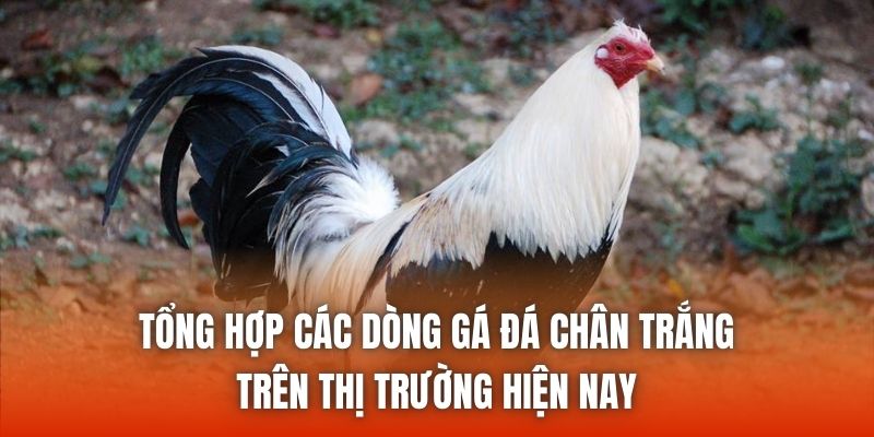 Tổng hợp các dòng gá đá chân trắng trên thị trường hiện nay